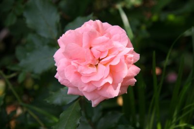 Pink Rose