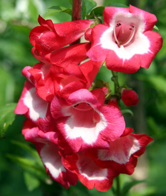 Penstemon