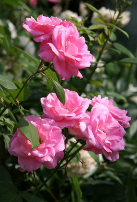 Pink Roses