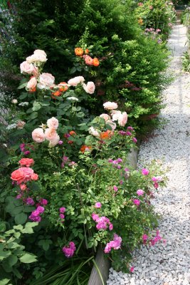 Rose Bushes by the East Garden Path