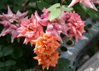 Teddy Bear Roses