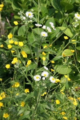 Chamomile Asters & Buttercups