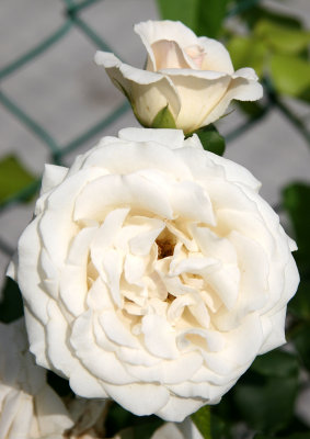 French Lace Roses