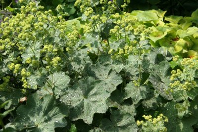 Ladies Mantle