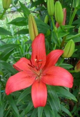 Lilies are in Bloom
