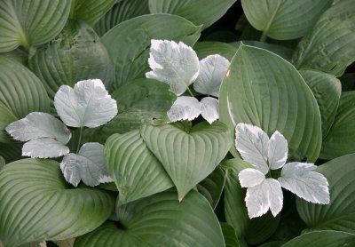 Hosta & Bishop's Weed or Aegopodium podograria