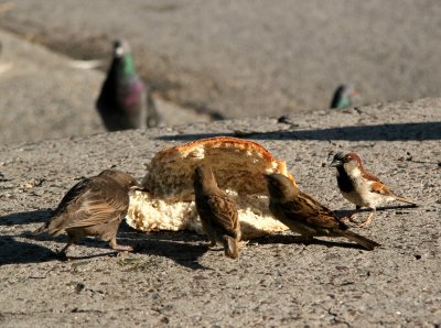 Sparrows Having a Crusty Bread Feast