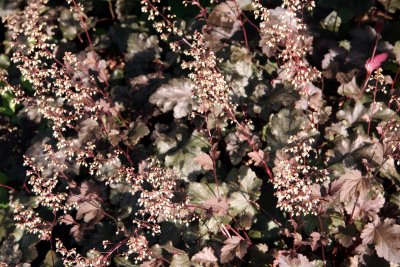 Coral Bells or Heuchera