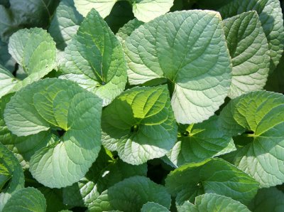 Violet Foliage