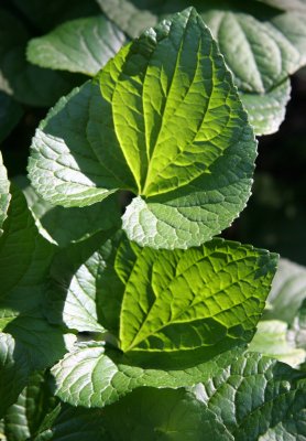 Violet Foliage