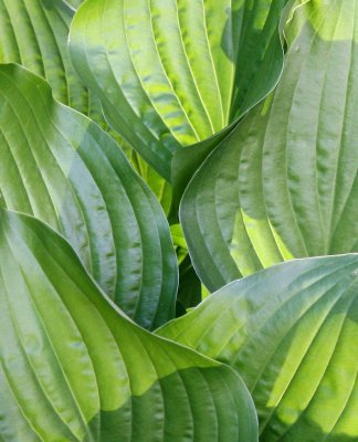 Hosta Foliage