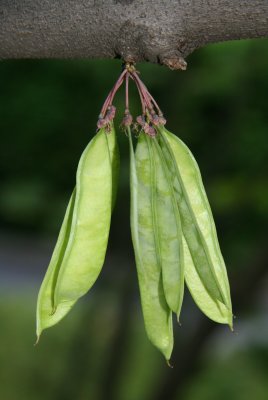 Cercis Tree Seed Pods