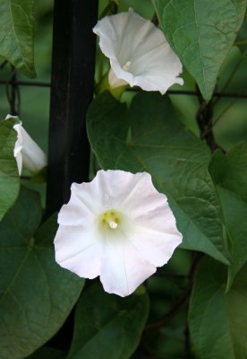 Morning Glories