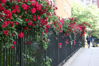 Red Rose Fence