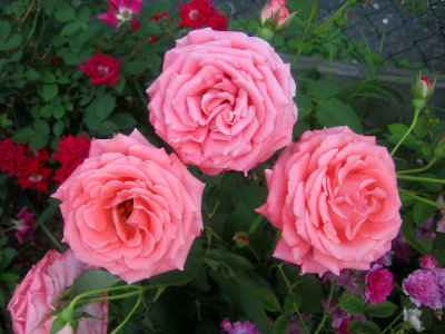 Pink Roses