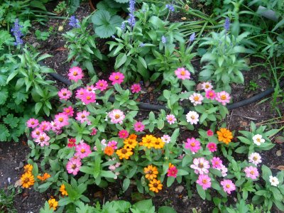 Zinnias & Salvia