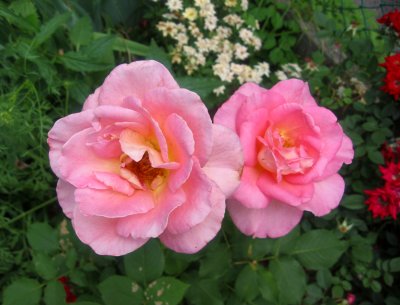 Pink Roses