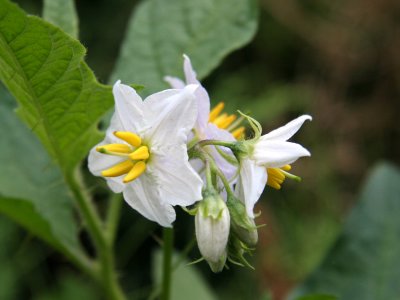 Possibly Jimson Weed - Genus Datura