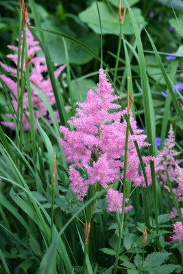 Pink Astilbe