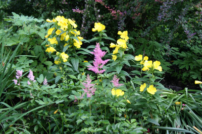 Evening Primrose & Pink Astilbe