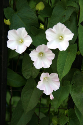 Morning Glories