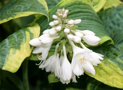 Hosta