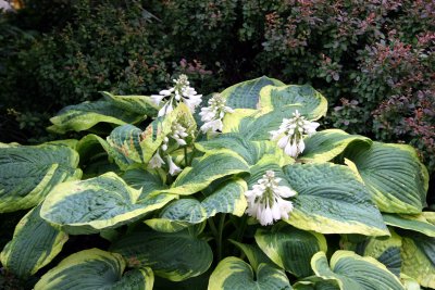 Hosta