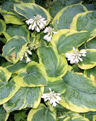 Hosta