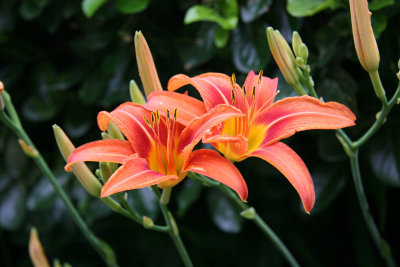 Day Lilies