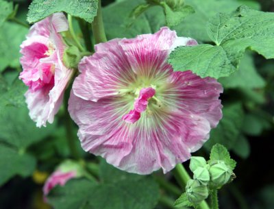 Hollyhocks