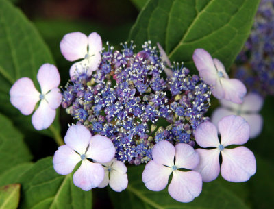 Hydrangea