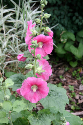 Hollyhocks