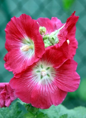 Hollyhocks