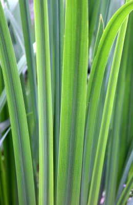 Lousiana Iris Foliage