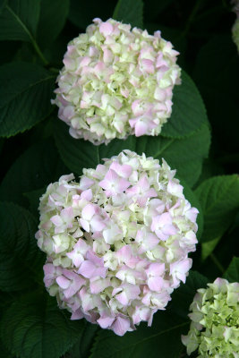 Hydrangea