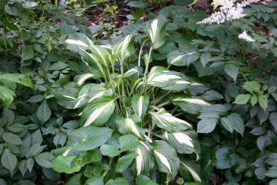 Hosta & Ground Cover Foliage