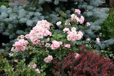 Pink Roses & Blue Spruce