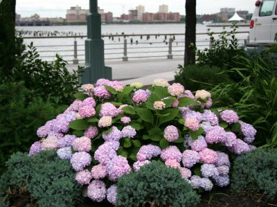 Hydrangea with River View