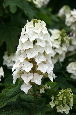 Hydrangea