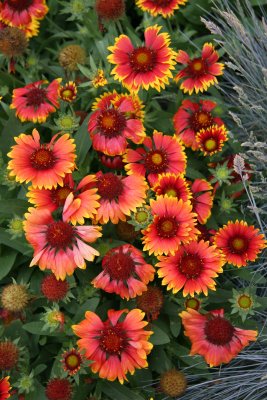 Gaillardia