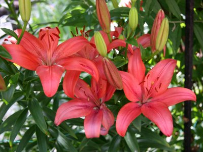 Brick Red Lilies