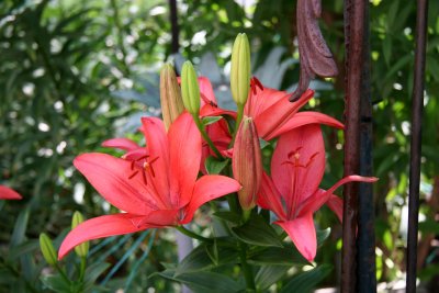 Brick Red Lilies