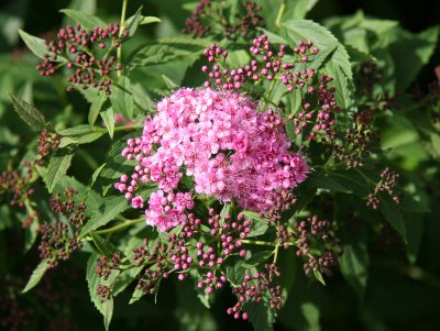 Spirea