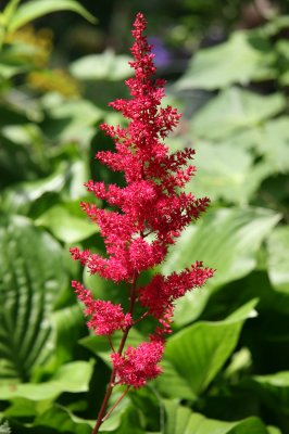 Red Astilbe