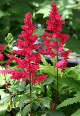 Red Astilbe