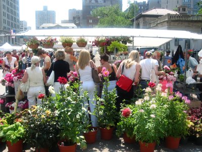 Flower Market View