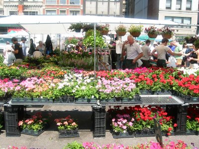 Flower Market View