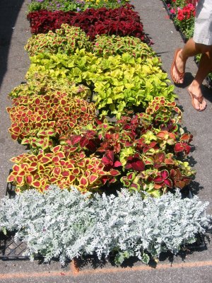 Ground Cover Plants