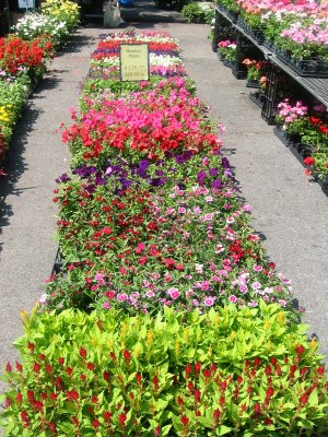 Flower Bed Plants