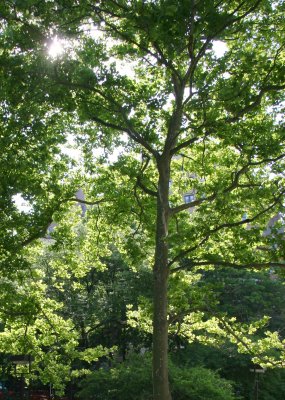 Garden View - Sycamore Tree
